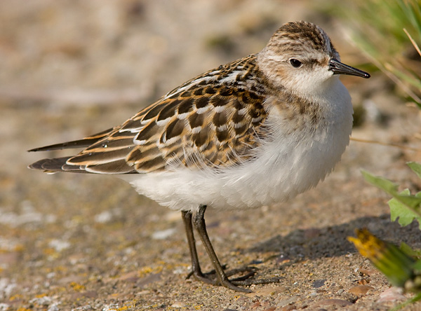 Little Stint