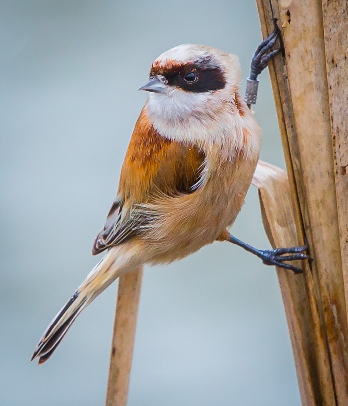 Penduline Tit