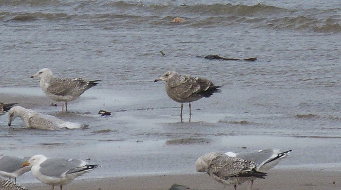 American Herring Gull