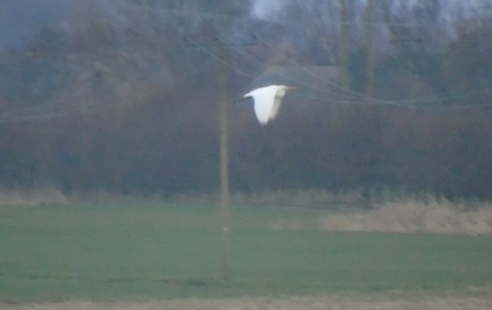 Great White Egret