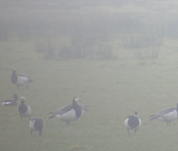 Red-breasted Goose