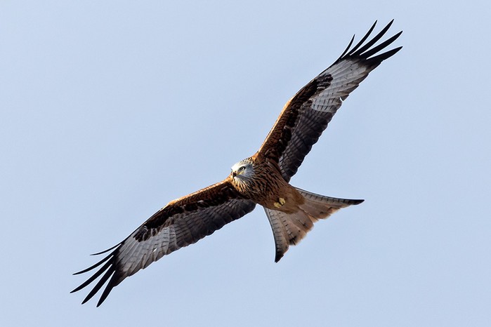 Red Kite