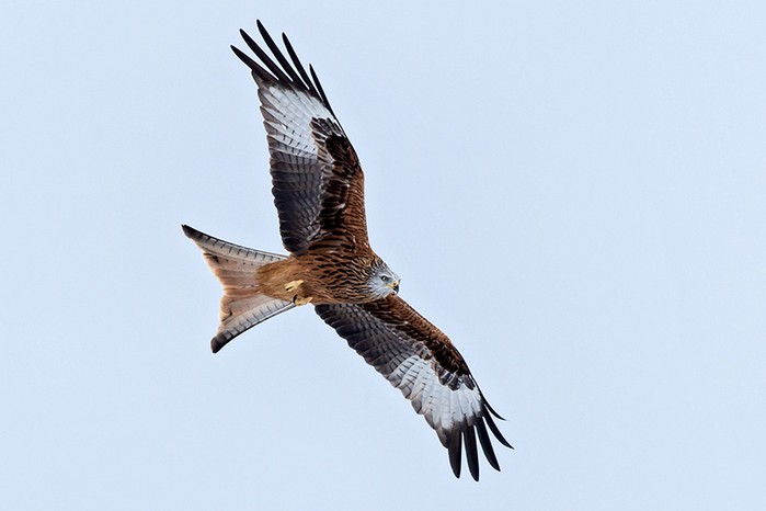 Red Kite