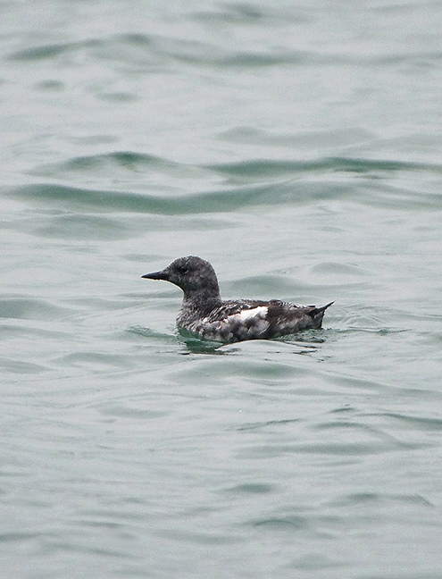 Black Guillemot