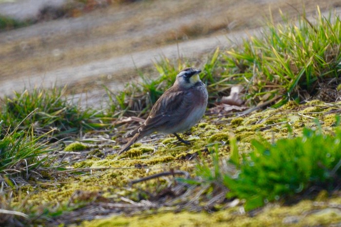 Horned Lark