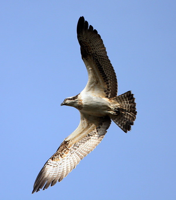 Osprey