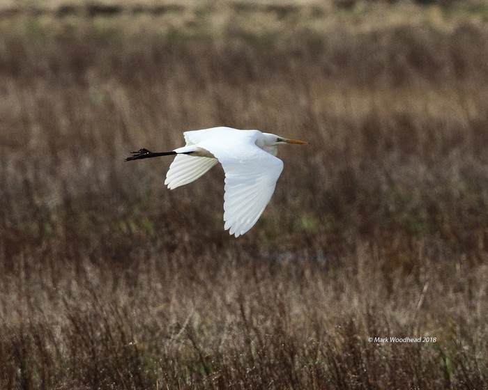 Great White Egret