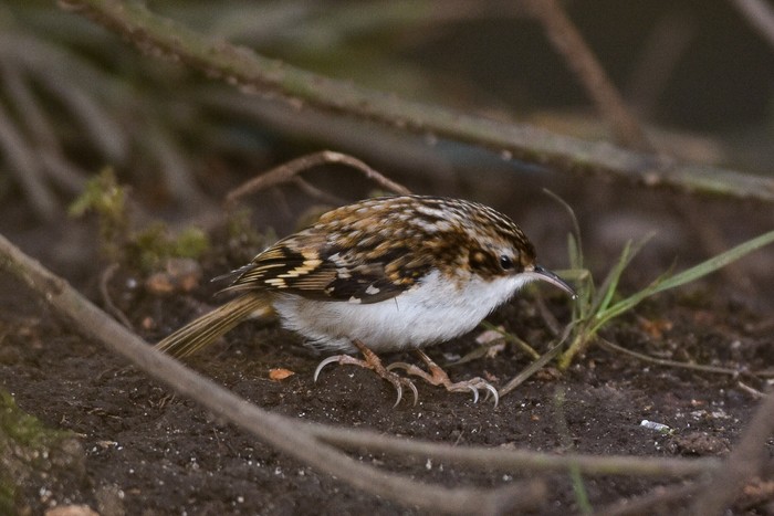 Northern Treecreeper