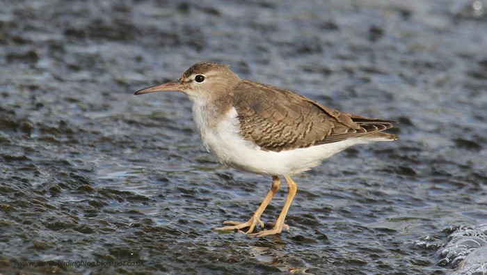 Spotted Sandpiper