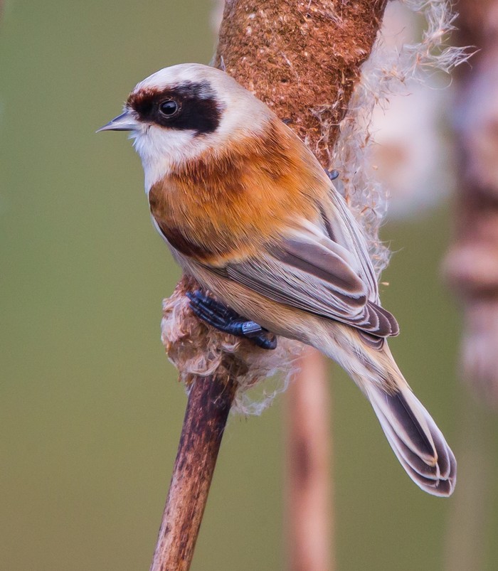 Penduline Tit