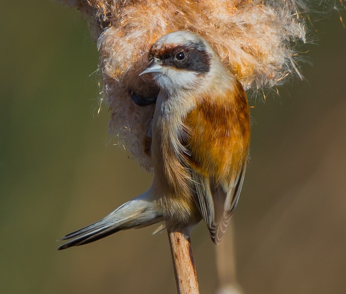 Penduline Tit