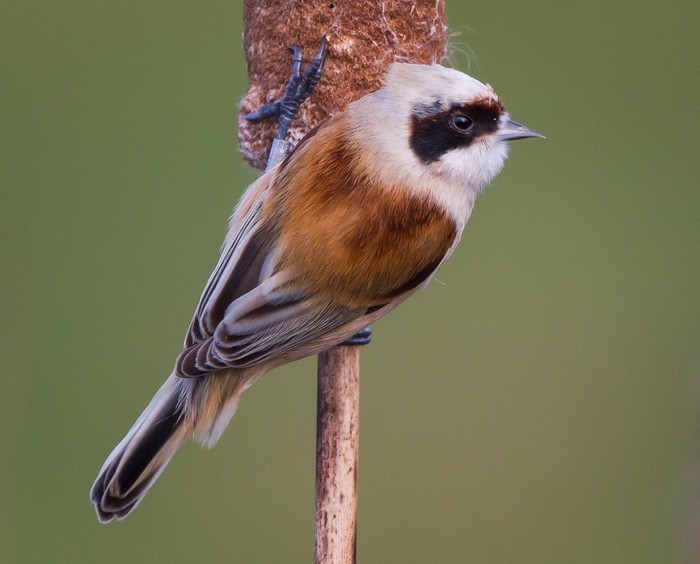 Penduline Tit