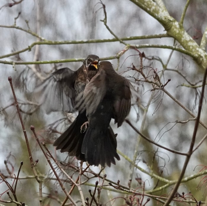 Blackbirds