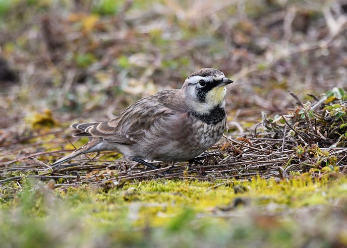 Horned Lark