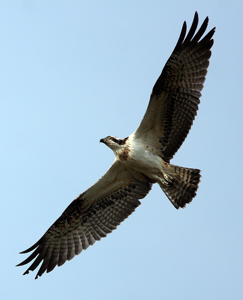 Osprey