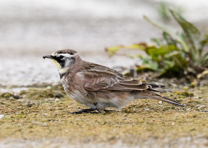 Horned Lark