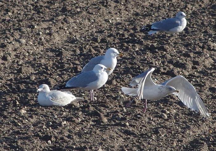 Iceland Gull
