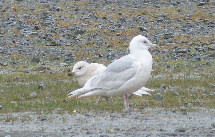 Kumlien's Gull