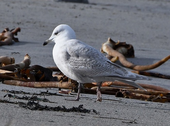 Kumlien's Gull