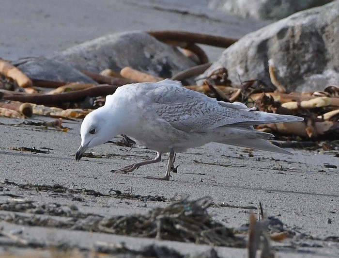 Kumlien's Gull