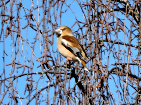 Hawfinch
