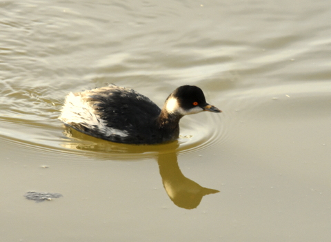Black-necked Grebe