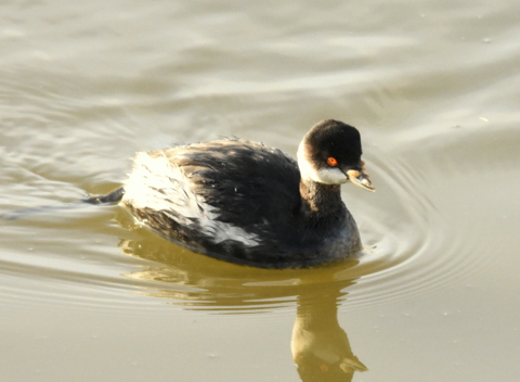 Black-necked Grebe