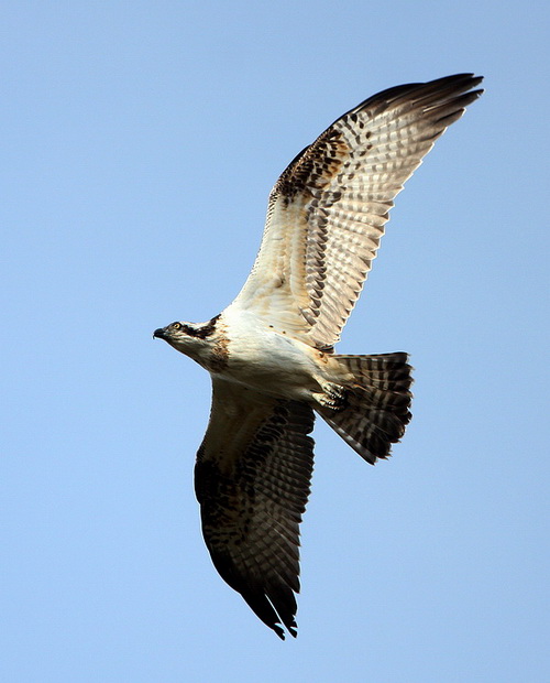 Osprey