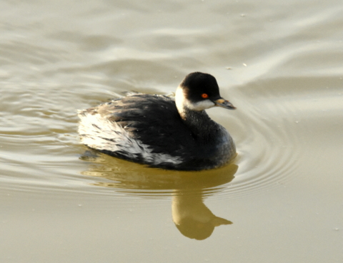 Black-necked Grebe