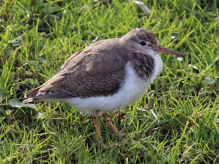 Spotted Sandpiper