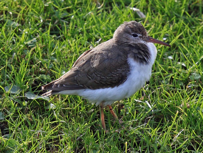 Spotted Sandpiper