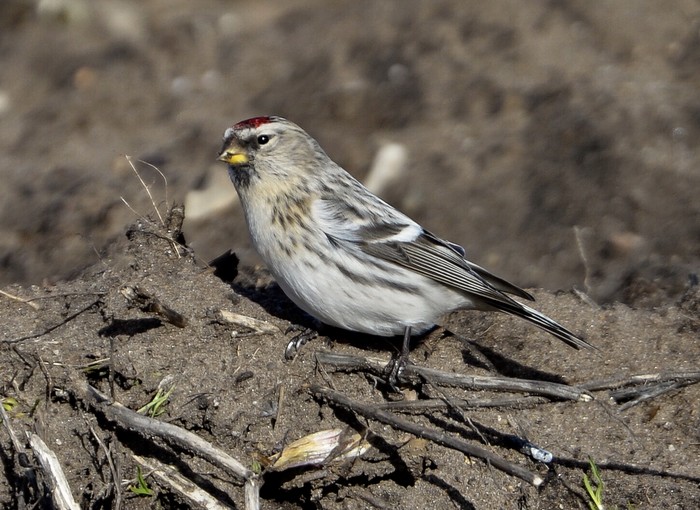 Coues's Arctic Redpoll