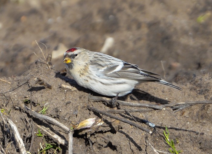 Coues's Arctic Redpoll