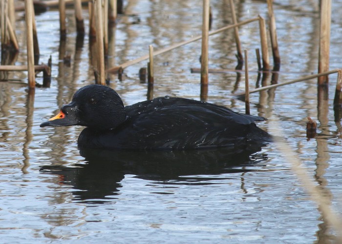 Common Scoter