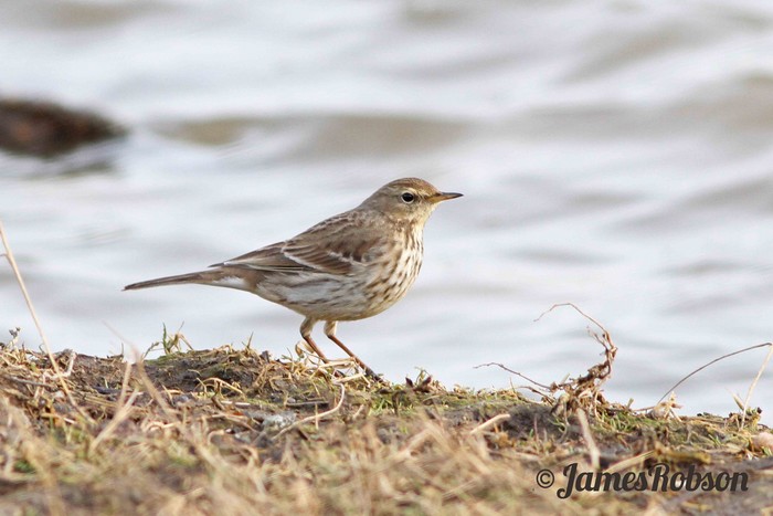 Water Pipit