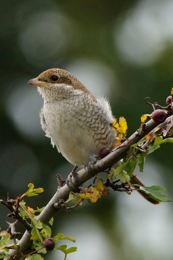 Red-backed Shrike
