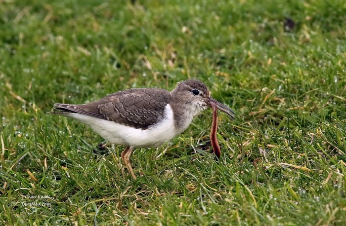 Spotted Sandpiper