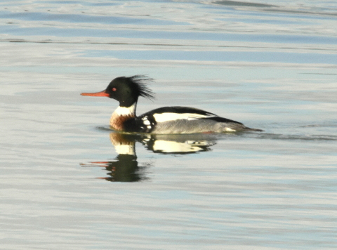 Red-breasted Merganser