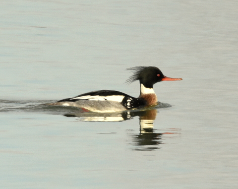 Red-breasted Merganser
