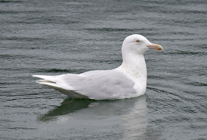 Glaucous Gull
