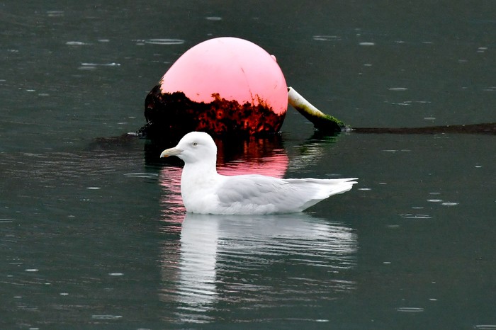 Glaucous Gull