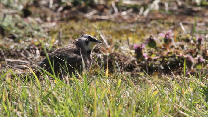 Horned Lark