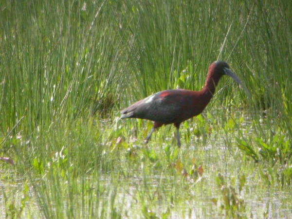 Glossy Ibis