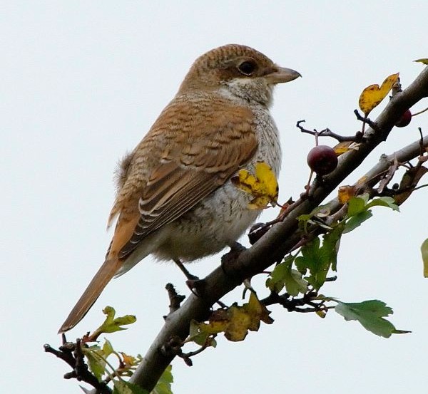 Red-backed Shrike