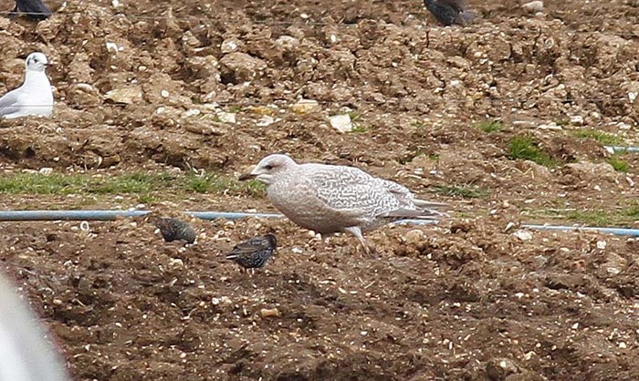 Thayer's Gull