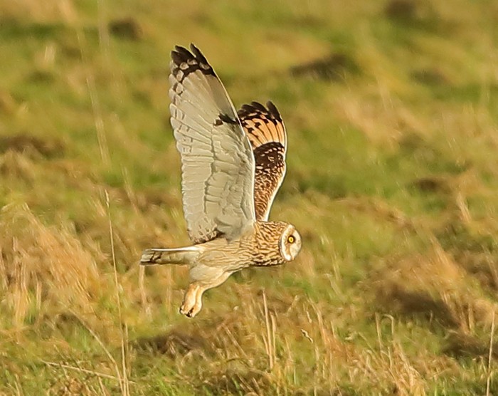 Short-eared Owl