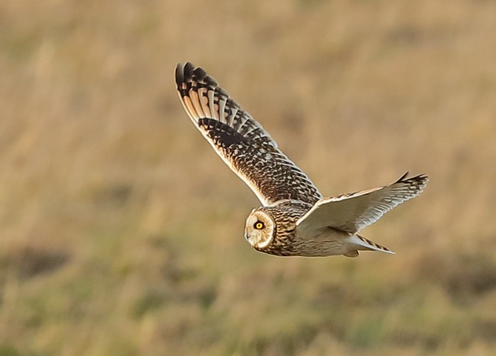 Short-eared Owl