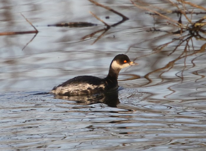 Black-necked Grebe