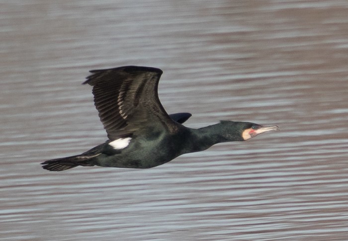 Continental Cormorant
