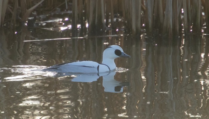 Smew